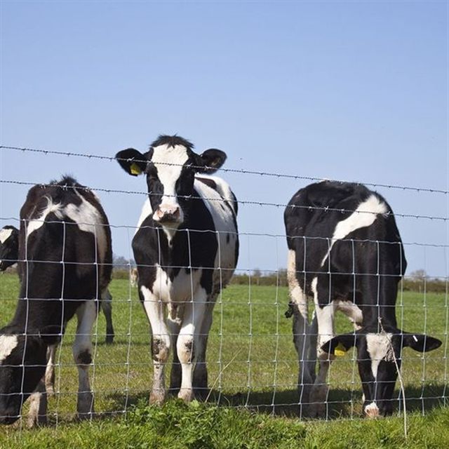 Farm Fence, Property Protection, Livestock Control, 47" Height, 100 Meters Per Roll, 12.5 GA Wire, 6" Vertical Wire Distance, CAEL-FMF100